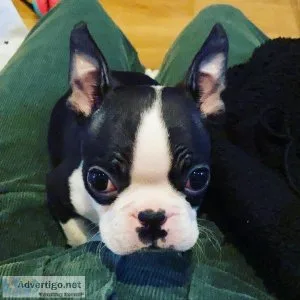Boston terrier puppies