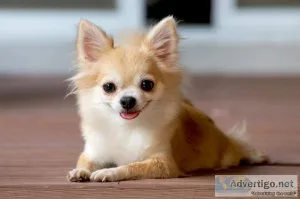 CHIHUAHUA73009304 79