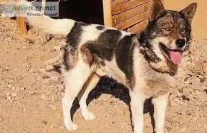 Akita Hybrid Pups 500