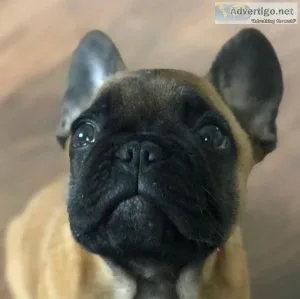Adorable French bulldog Puppies