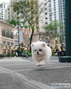 Teacupmaltese