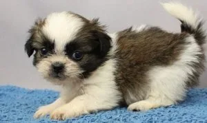 Available 8 week old Shih Tzu puppies