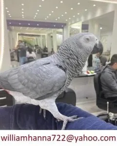 Beautiful African Grey Parrot