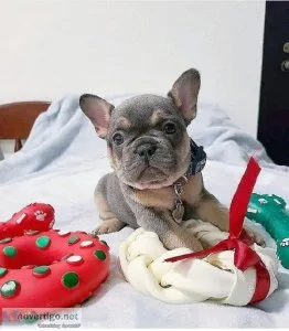 French bulldog for adoption ()