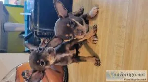 Merle Chihuahua puppies