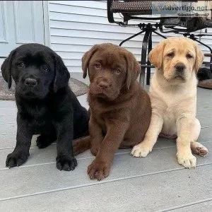 Cute Labrador retriever puppies