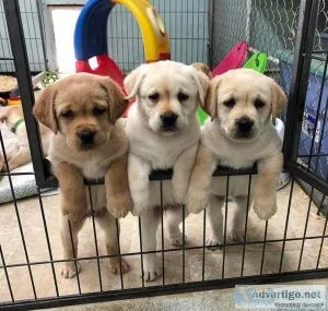 Intelligent Labrador Retriever Puppies