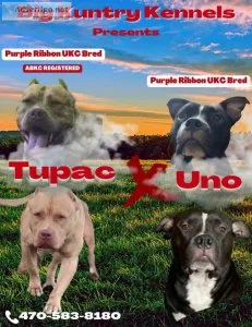 UKC Purple Ribbon Pitbull Puppies