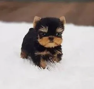 T Cup Yorkie Puppies Ready Now