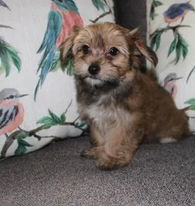 Havashire Female - Gorgeous