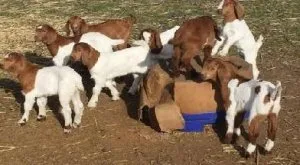 Boer Goats For Sale...