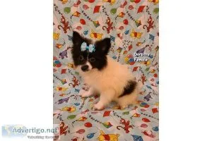 CKC Female Pomimo Puppies