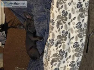 AKC Blue French bulldog pup