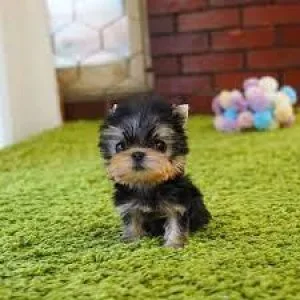 Small Tiny T Cup Yorkie Puppies For Sale.