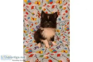 CKC Male Pomimo Puppies