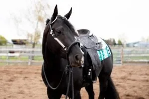 Drop-dead gorgeous 2019 black AQHA mare.
