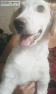 Puppy