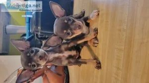 Merel Chihuahua puppies