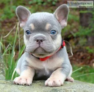 FRENCH BULLDOG MALE AND FEMALES