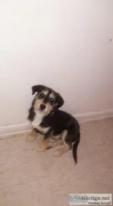 Free pet