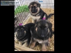 Full Blooded German Shepherd Puppies