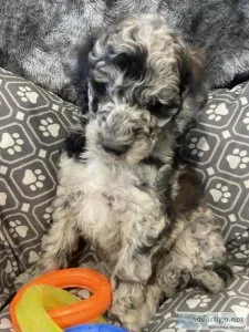F1B MiniMedium Goldendoodle Puppies..just in time for Father&rsq