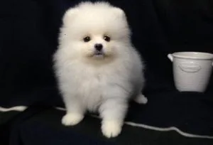 sable Male and female Pomeranian puppy