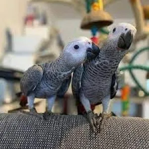 Well Trained African Gray Parrots