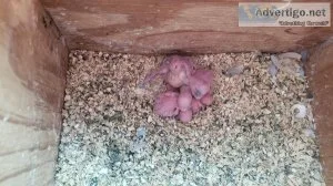 Bby parakeets