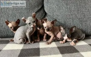 Sphynx kittens for sale