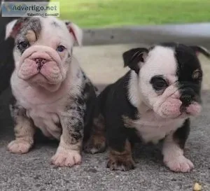 English Bulldog PUPPIES PUPPIES &quotGOING FAST&quot