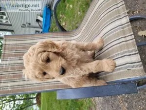 Golden puppies