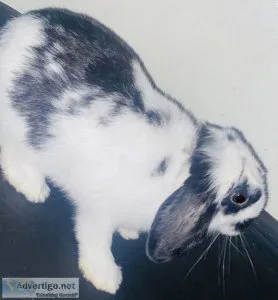 Male Holland lop bunny