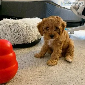 Adorable Male and Female Cavapoo pups for sale