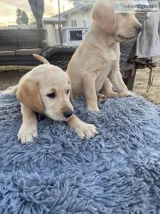 Goldadors Rehoming