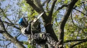 Greenway Tree Service LLC