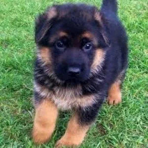 Male and Female German Shepherd Puppies