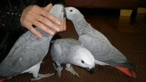 Talking African Grays Ready Now.