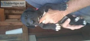 Great Dane puppies