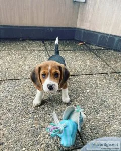 beagle pups