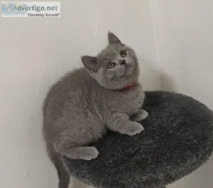 British Short Hair Kittens - Sale Delivered All Over the US