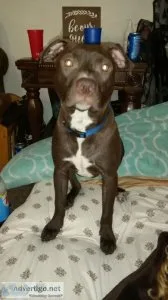 Red nose pitbull puppy