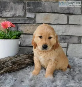 Rover Golden Retriever