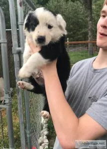 Border Collie Puppies