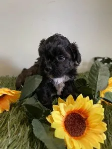 Oreo Shihpoo
