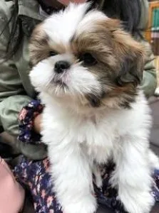 Sweet Shih tzu pup