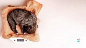Puppy Weight Calculator - Monkoodog