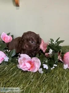 Candy Shihpoo
