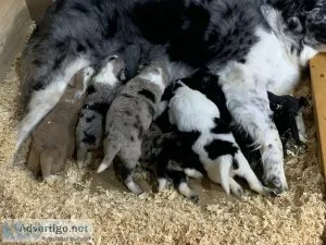 Aussiedoodle puppies for sale
