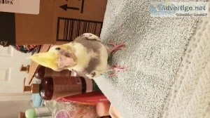 Bby cockatiels